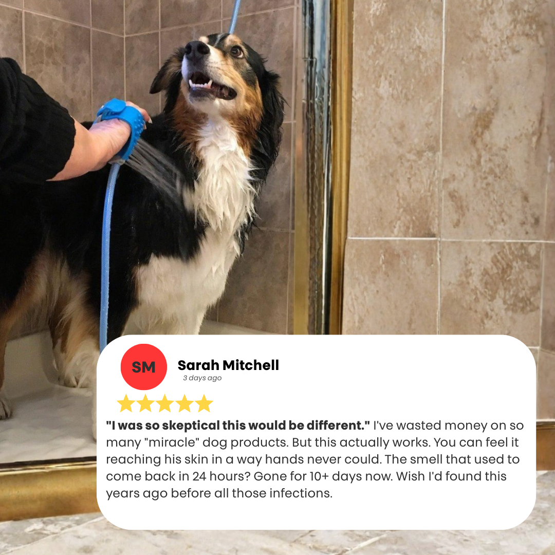 PawMex Water Fountain